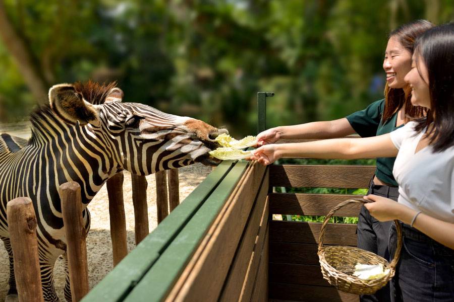 Singapore Zoo Tram Ride